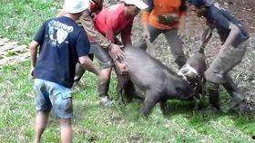 猪吃蜜瓜视频在线观看免费,免费观看猪吃蜜瓜萌趣瞬间