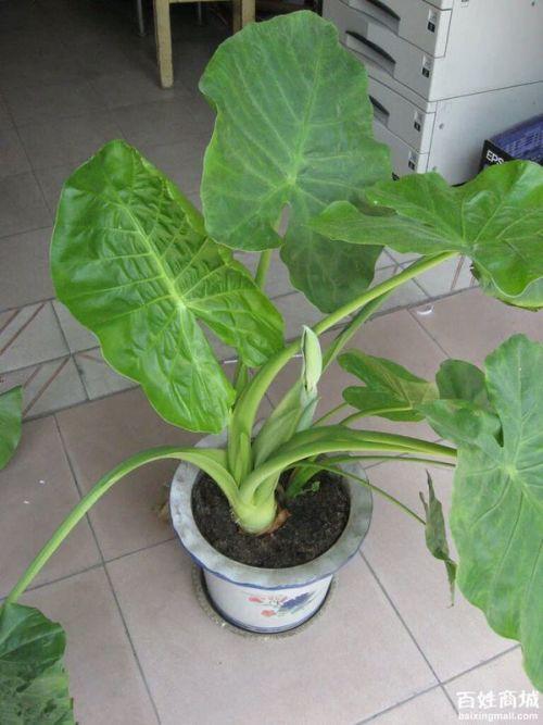 滴水观音的视频,揭秘滴水观音神奇现象