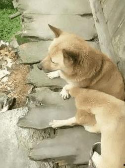 狗崽爆料视频大全下载