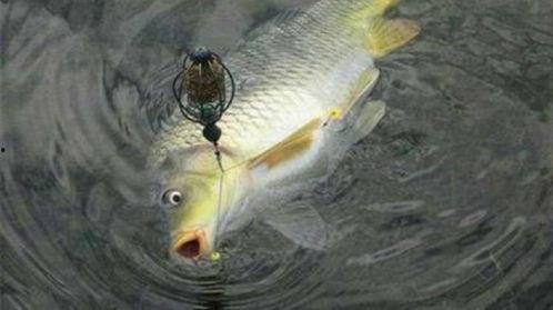 钓鱼逗鱼视频,跟随钓鱼视频学钓技