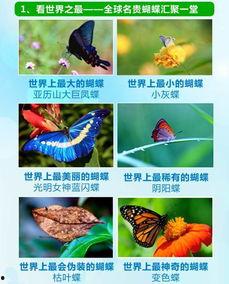 花蝴蝶日本,探寻日本传统艺术之美