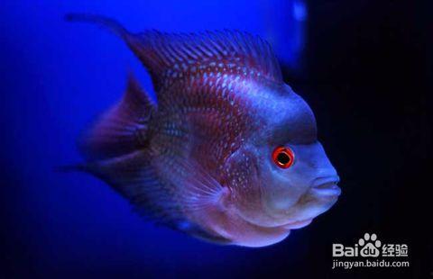 罗汉鱼视频大全视频,尽览水中精灵的优雅与魅力