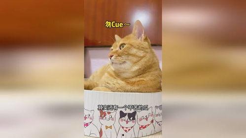 吃瓜猫娱乐